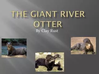 The Giant River Otter