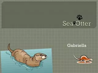 Sea Otter