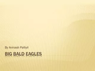 Big Bald Eagles