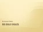 Big Bald Eagles - slide 1