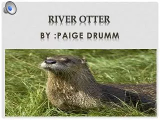 River Otter