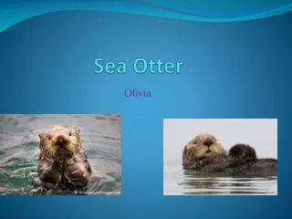 sea otter