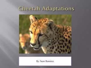 Cheetah Adaptations