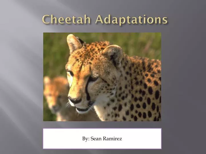 cheetah adaptations