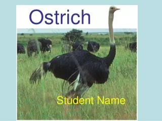 Ostrich