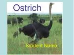 Ostrich - slide 1