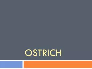 ostrich