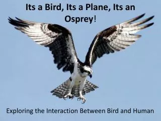 Its a Bird, Its a Plane, Its an Osprey !