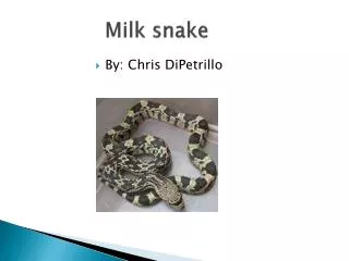 Milk snake