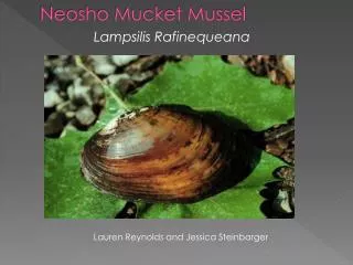 Neosho Mucket Mussel