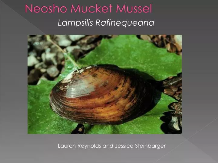 neosho mucket mussel