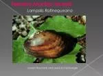 Neosho Mucket Mussel - slide 1