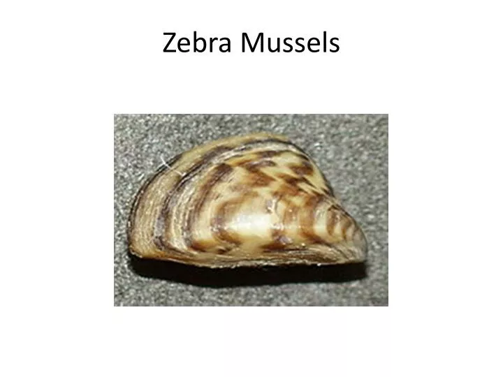 zebra mussels
