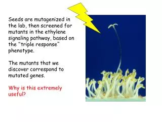 Which of these seedlings is insensitive to the plant hormone ethylene? Seedling 1 Seedling 2