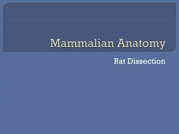 mammalian anatomy