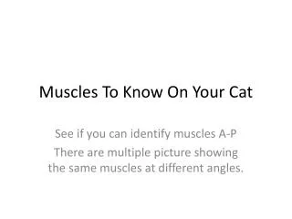 Muscles To Know On Your Cat