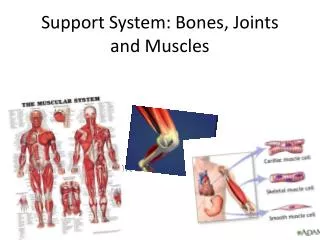 Support System: Bones, Joints and Muscles