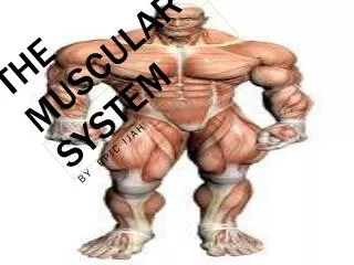 the muscular system