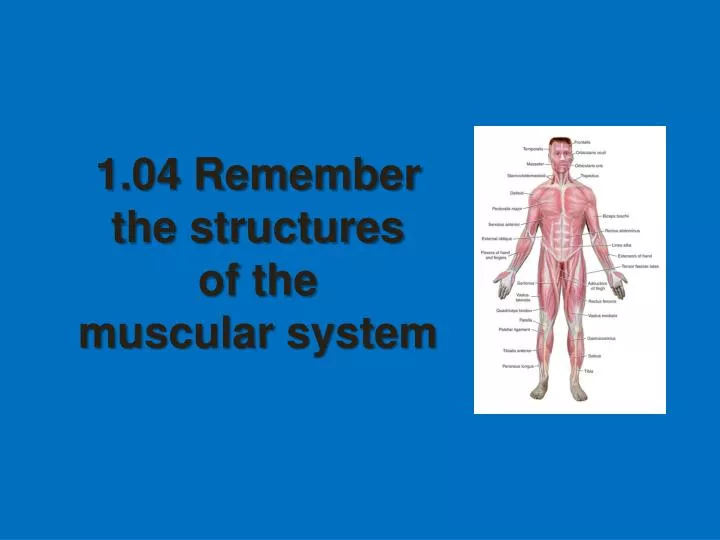 1 04 remember the structures of the muscular system