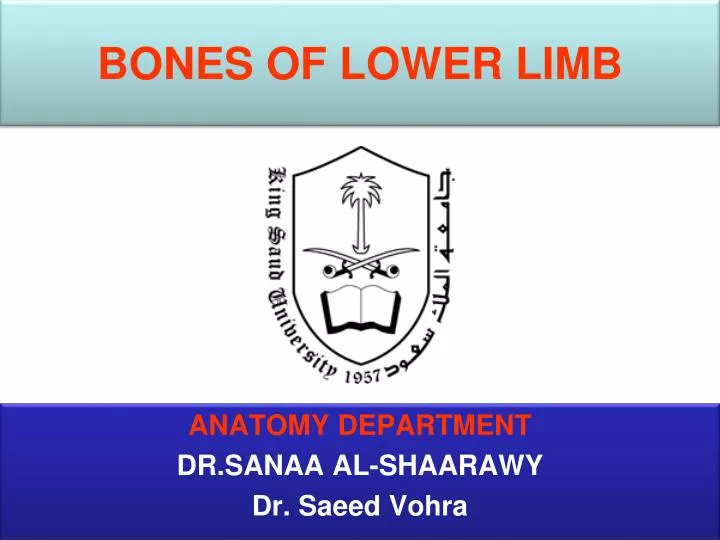 bones of lower limb