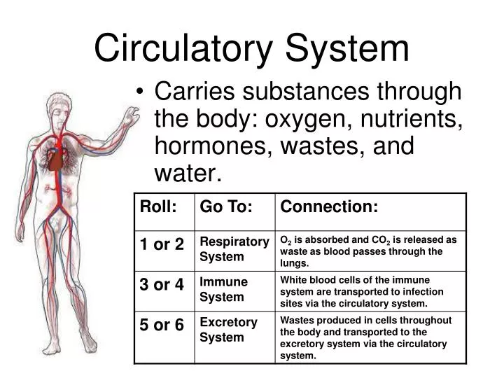 circulatory system