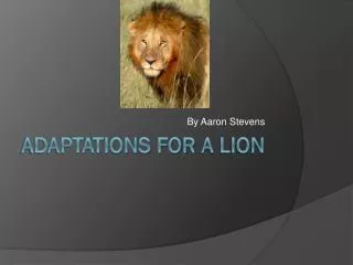 Adaptations For A L ion
