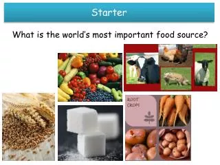 What is the world’s most important food source?