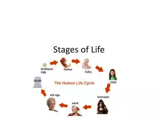 Stages of Life