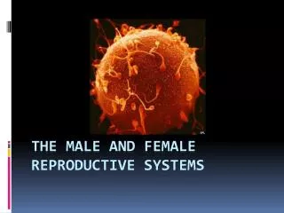 The Male and Female Reproductive Systems