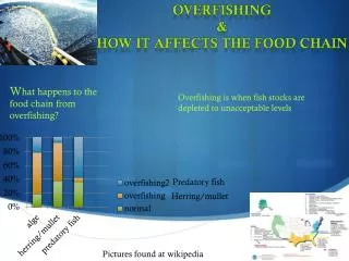 OVERFISHING &amp; How it affects the food chain
