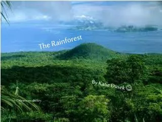 the rainforest