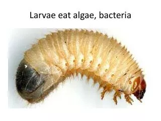 Larvae eat algae, bacteria