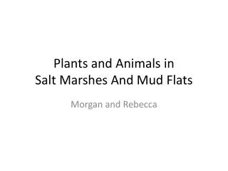 Plants and Animals in Salt Marshes And Mud Flats