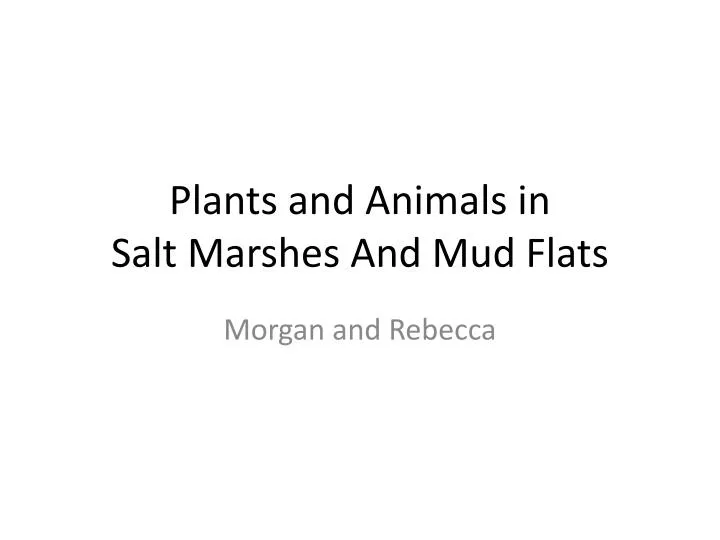 plants and animals in salt marshes and mud flats
