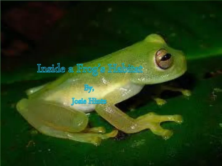 inside a frog s habitat
