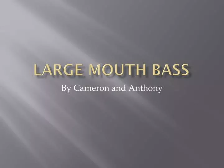 large mouth bass