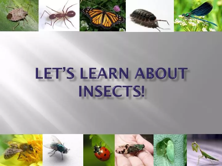 let s learn about insects