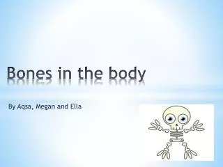 bones in the body