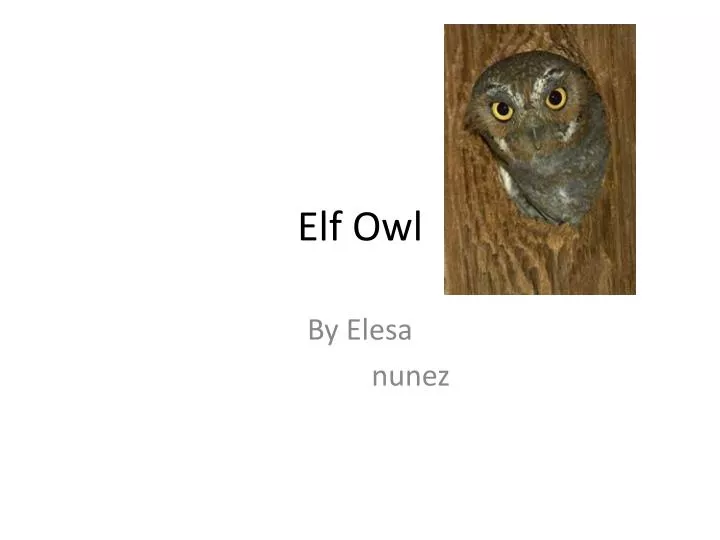 elf owl