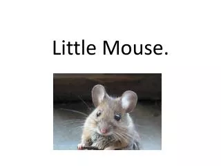 Little Mouse.