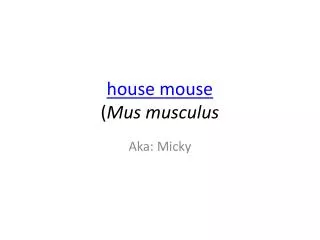 house mouse ( Mus musculus