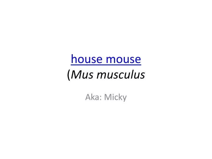house mouse mus musculus