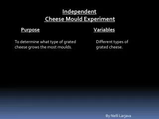 Independent Cheese Mould Experiment
