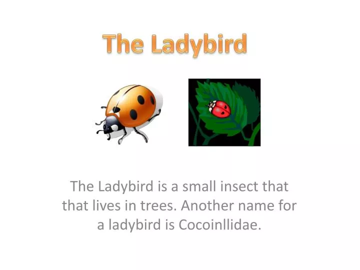 the ladybird is a small insect that that lives in trees another name for a ladybird is cocoinllidae