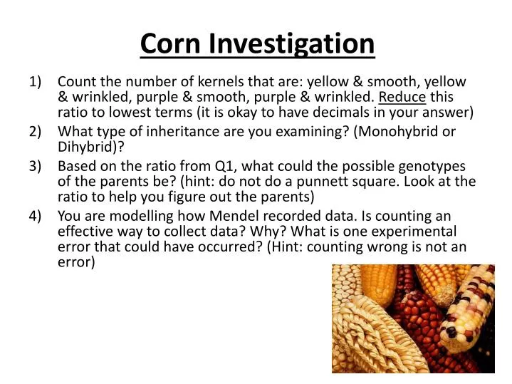 corn investigation