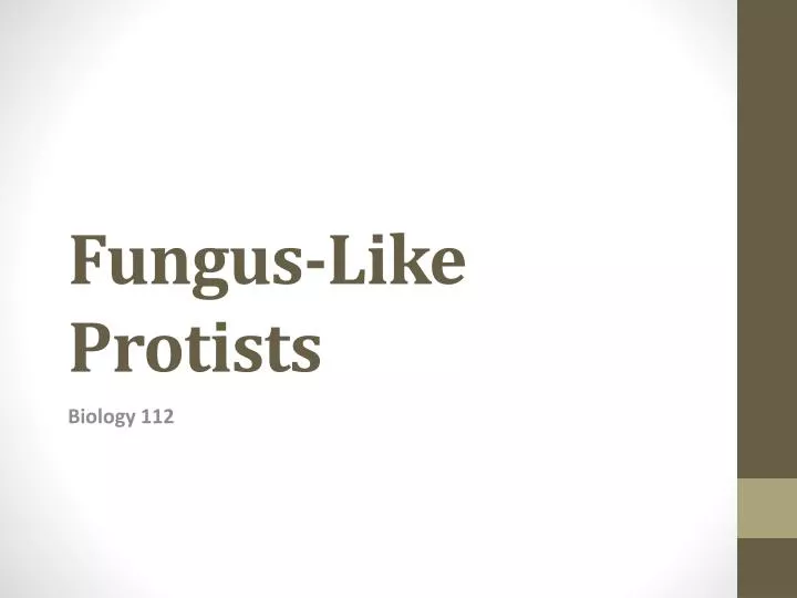 fungus like protists
