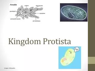 kingdom protista