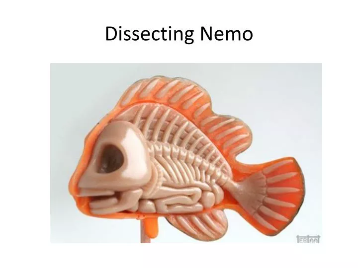 dissecting nemo