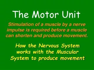 The Motor Unit