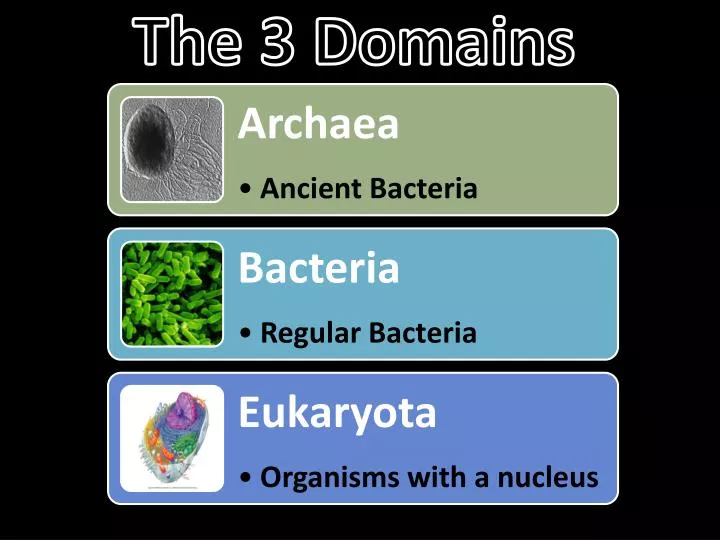 the 3 domains